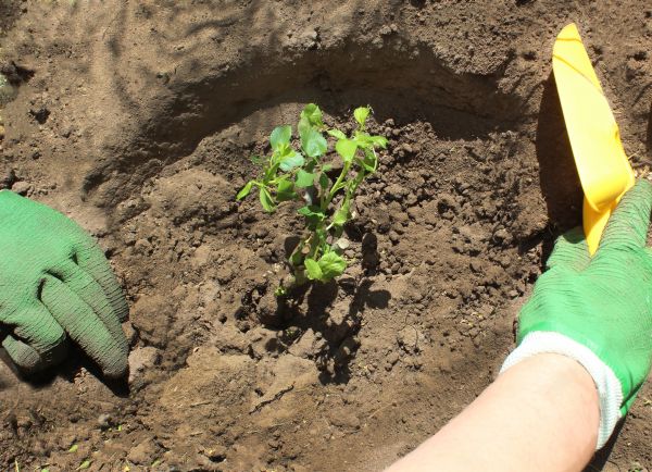 Rose Bush Planting in Salinas