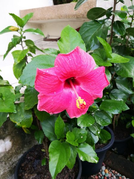 Hibiscus Planting in Salinas