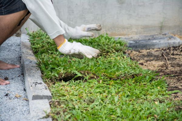 Ground Cover Planting in Salinas