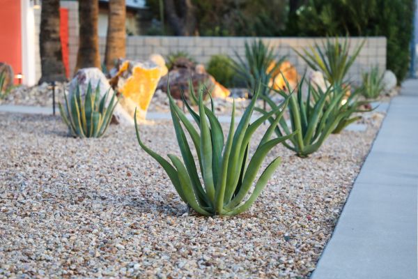 Drought Resistant Landscaping in Salinas