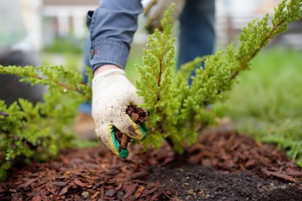 Church Mulching in Salinas