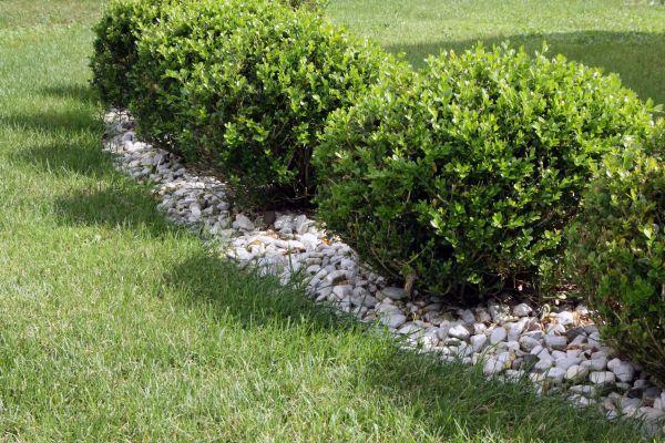 Boxwood Planting in Salinas
