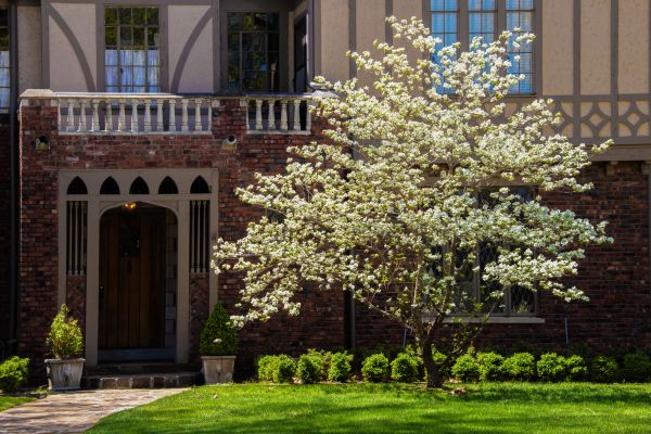Dogwood Tree Planting in Salinas
