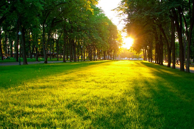 Commercial Lawn Renovation